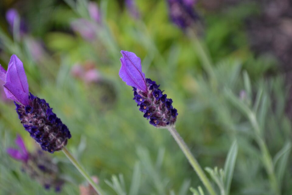Lavender flower Free photos
