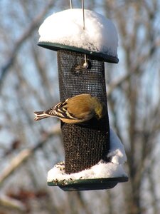 Finch snow winter photo
