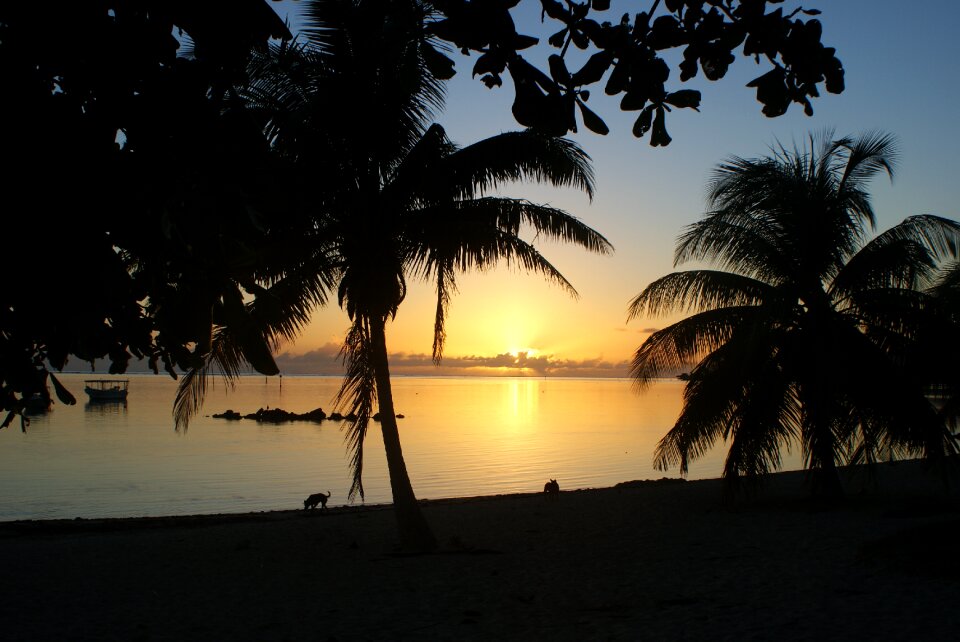 Evening palms silhouette