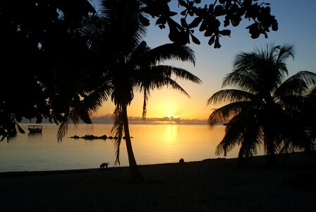 Evening palms silhouette photo