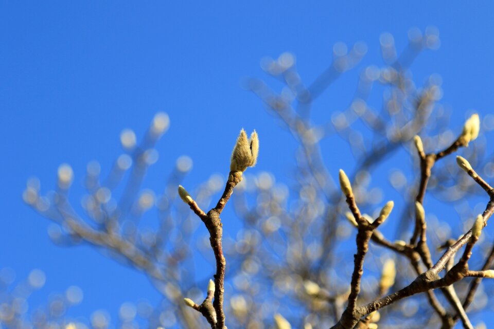Branches sky nature