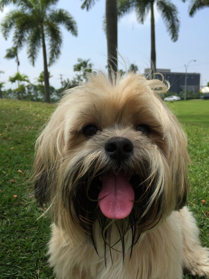 Domestic animals puppy dog