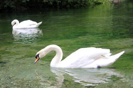 Bosnia swan white