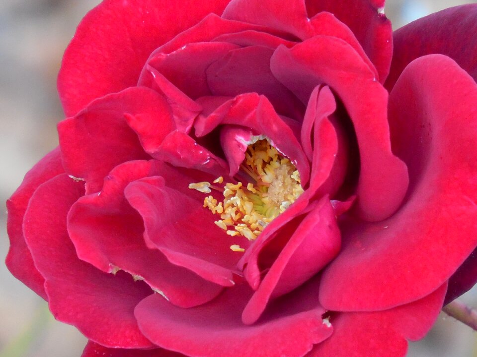 Flower nature outdoors