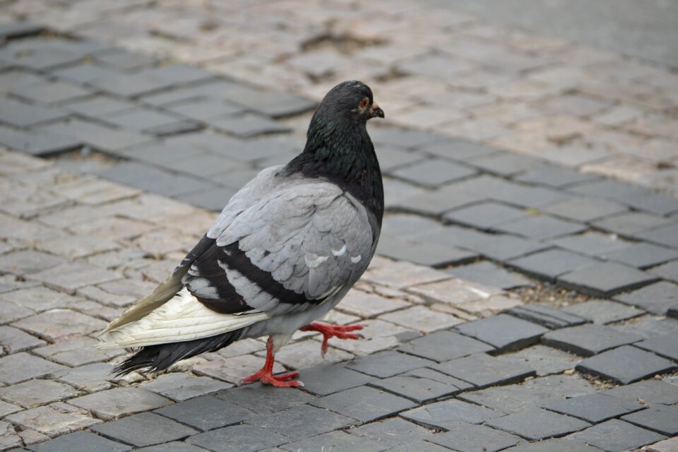 Pigeon bird animal photo