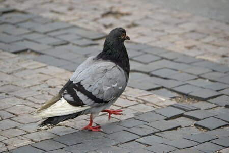 Pigeon bird animal
