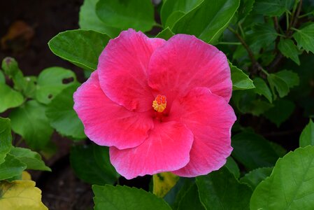 Hibiscus magenta photo