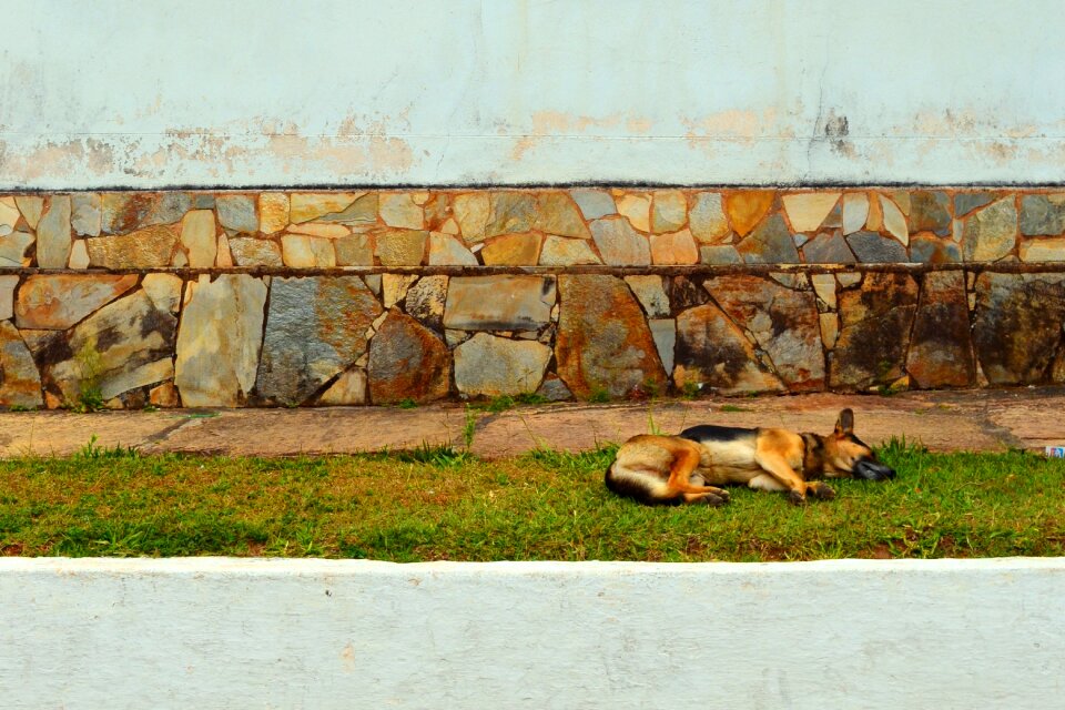 Tranquility dogs dog