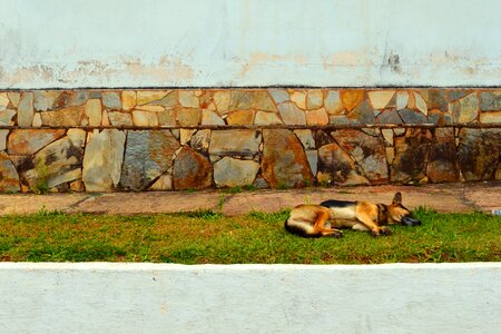 Tranquility dogs dog