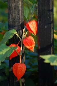 Flower blossom bloom photo