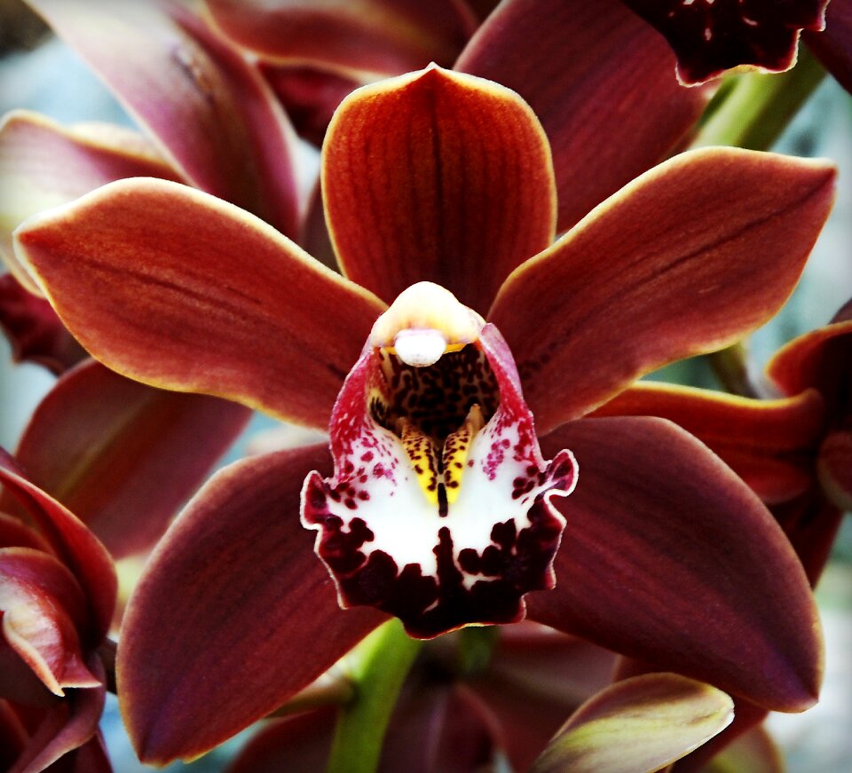 Exotic flora garden