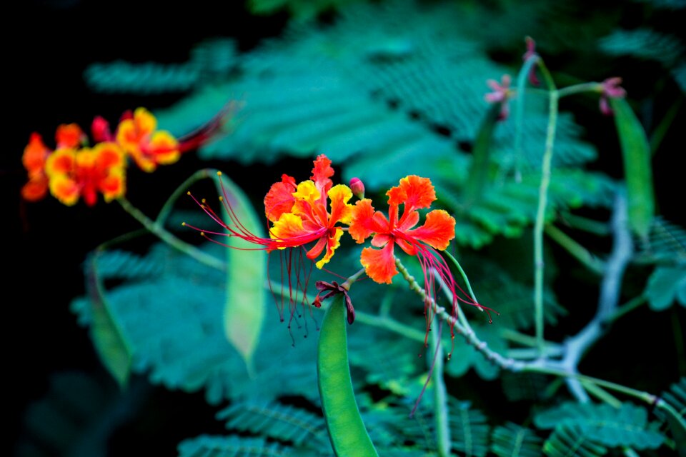 Flowers in full bloom flora