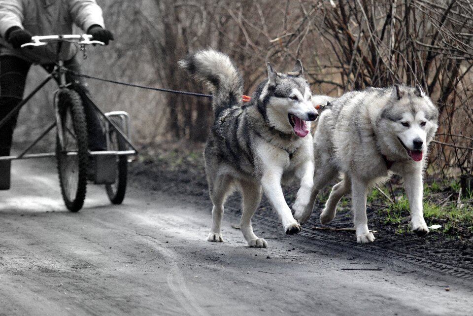 Husky sled dogs adamczak