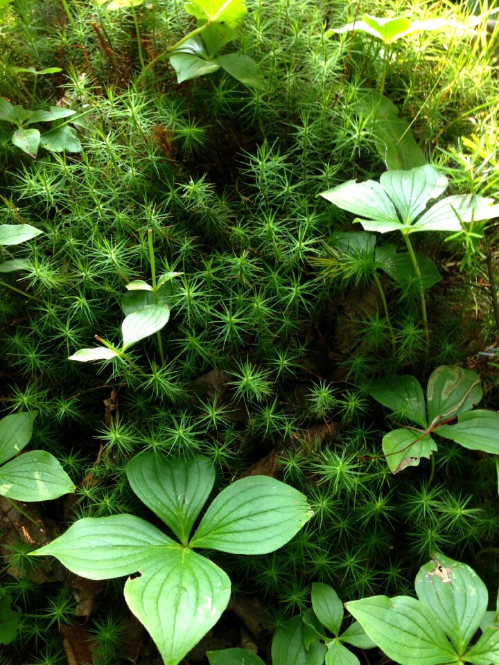 Environment natural summer