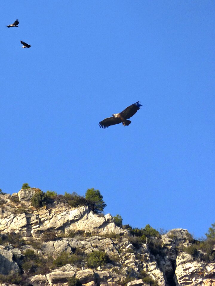 Hill priorat montsant