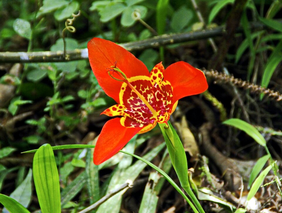 Tigridia bulb red flower