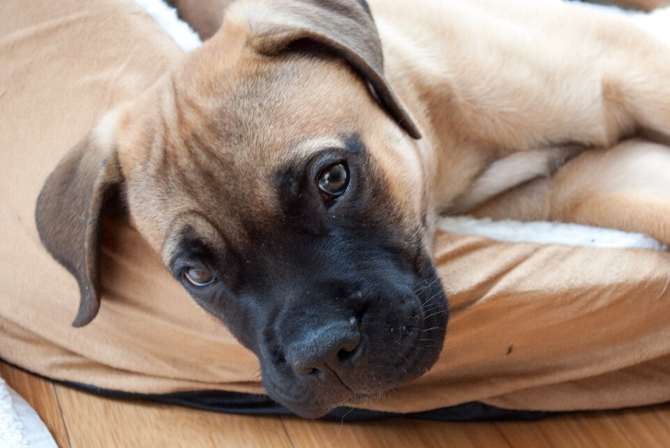 Bullmastiff pet cute