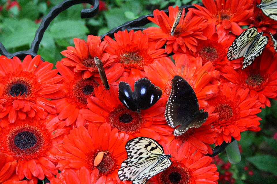 Airport botanical garden butterfly