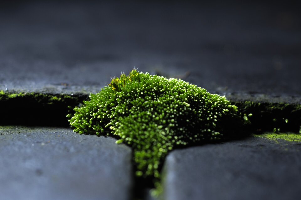 Micro-world flash photography growth