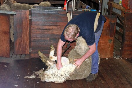 Shear agriculture livestock