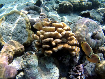 Coral fish bali