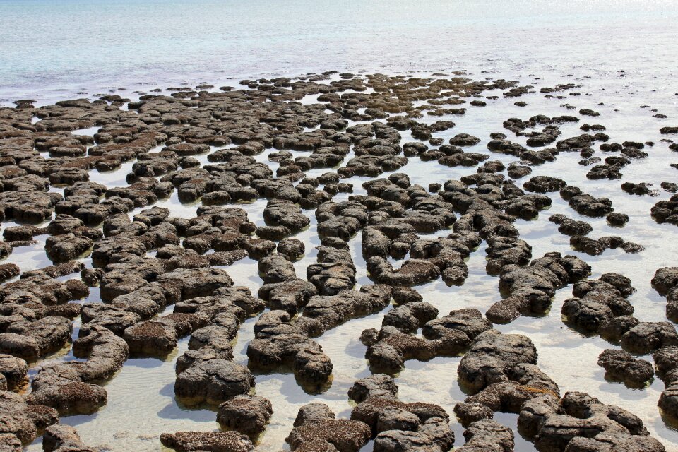 Stromatolit coast water