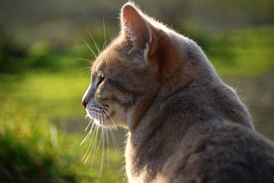Grass mieze kitten