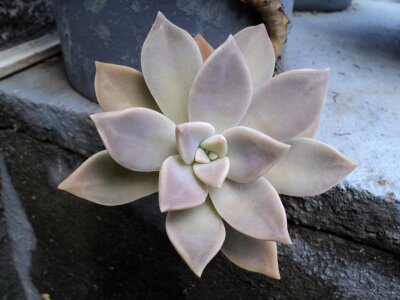 Garden beauty plant