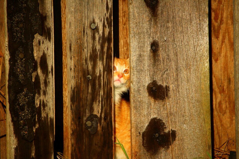 Hiding place red mackerel tabby red cat photo