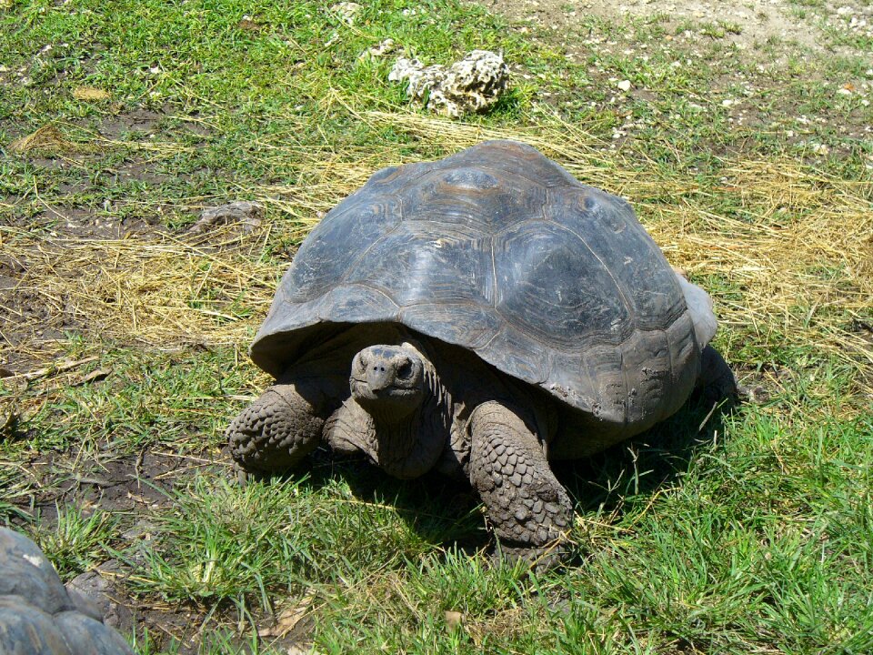 Wildlife reptile animal