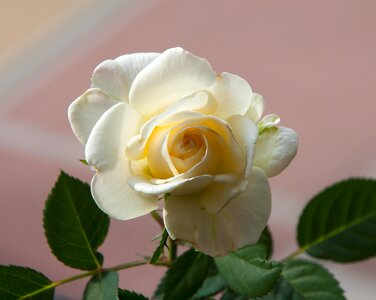 Petals white roses texture