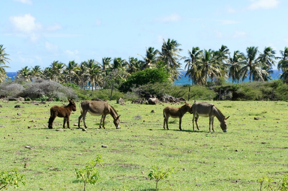 Island caribbean wild ass photo