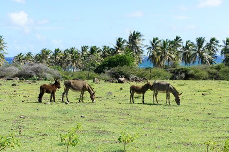 Island caribbean wild ass photo