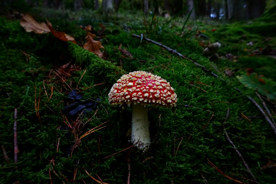 Forest forest floor autumn photo