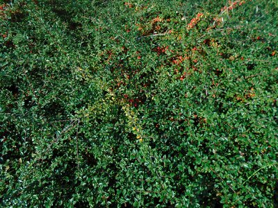 Pyracantha red column bush evergreen