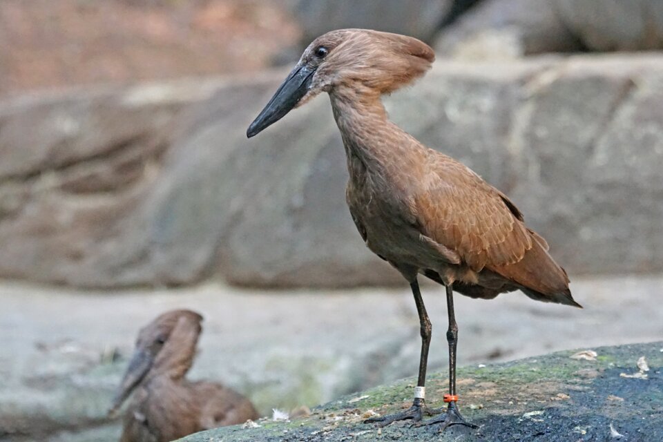 Eastern shadow bird scopus umbretta