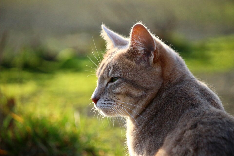 Grass mieze kitten photo