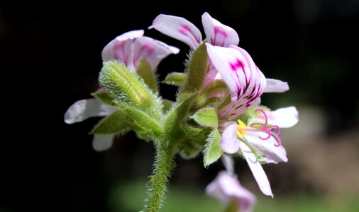 Flower plant chile