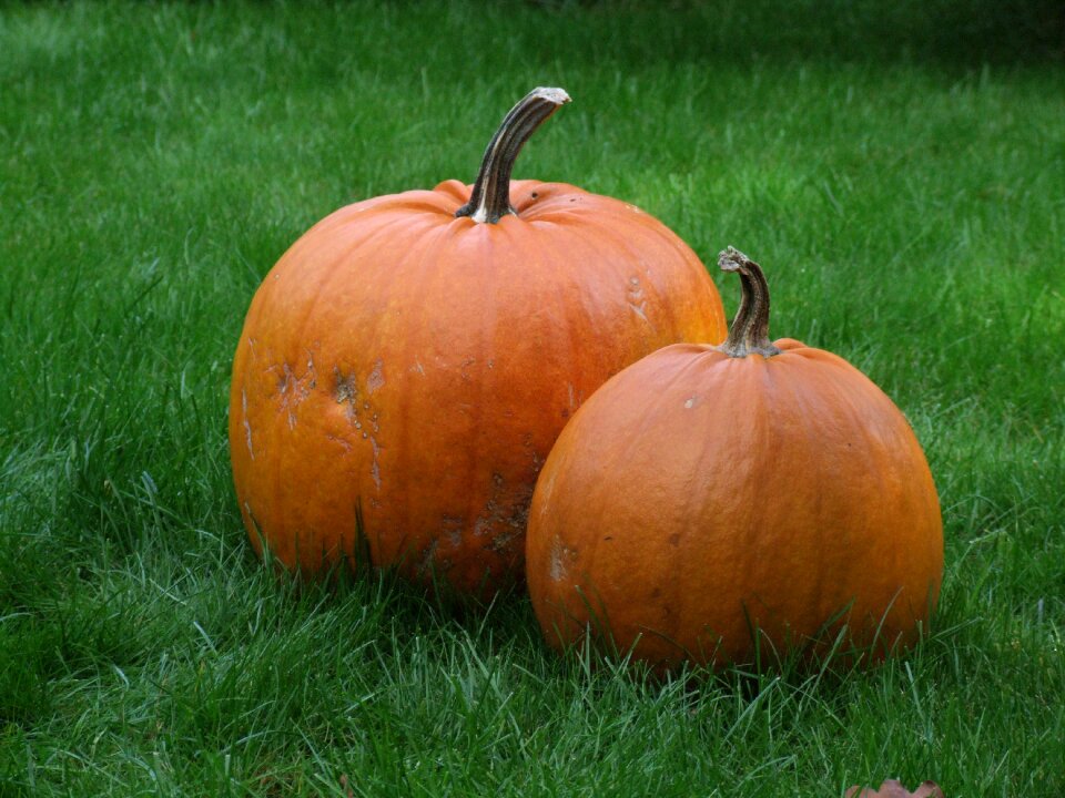Halloween soup carotene