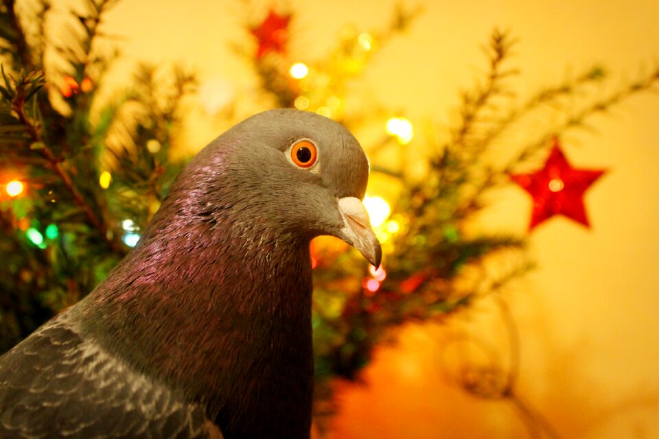 Pigeon pet bird photo