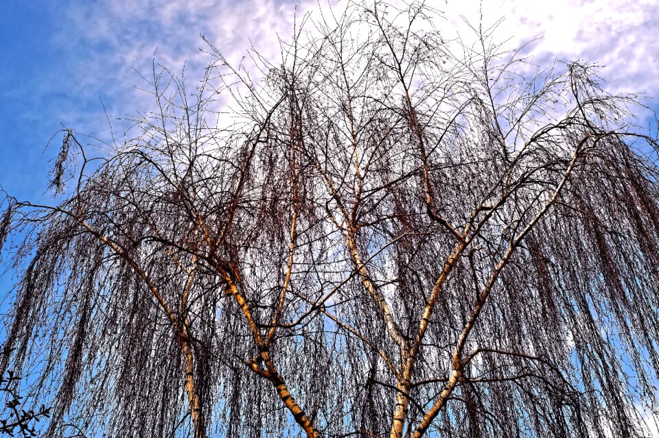 Aesthetic blätterlos tree