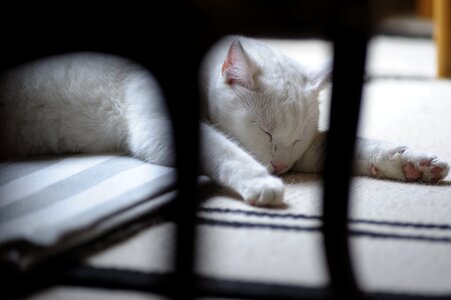 Rest pets predators