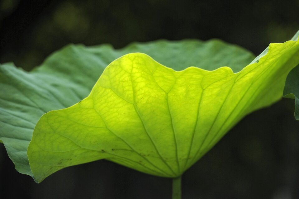 Lotus leaf vein light transmittance
