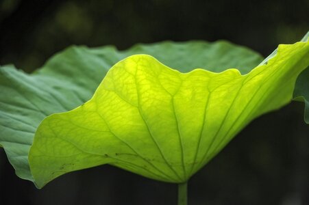 Lotus leaf vein light transmittance