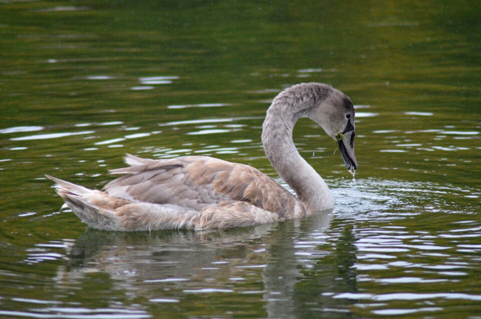 Majestic pond feathers