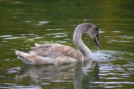 Majestic pond feathers