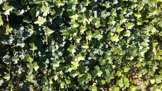 Groundcover background
