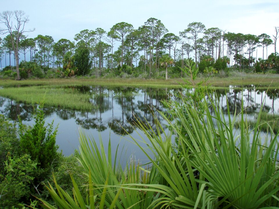 Plant wetland usa