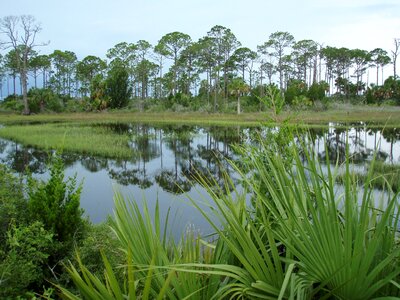 Plant wetland usa