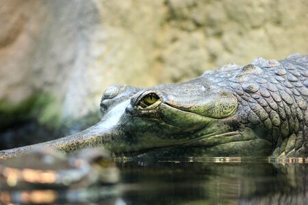 Animals living nature zoo
